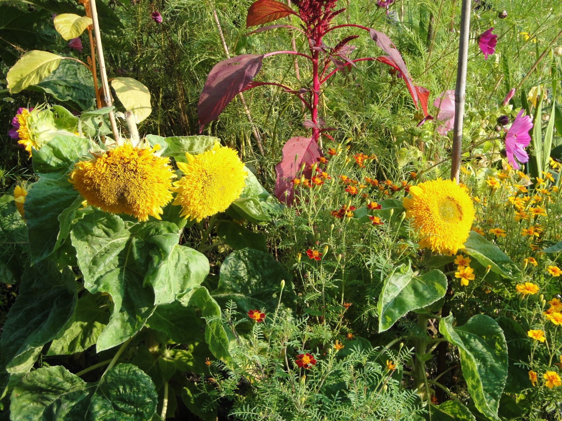Le jardin